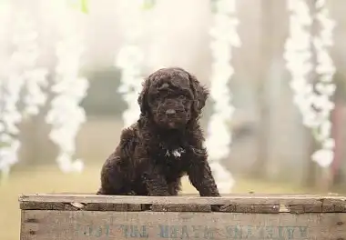 Лабрадудль