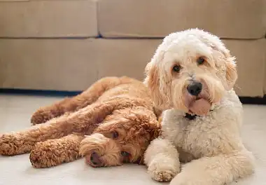 Лабрадудль