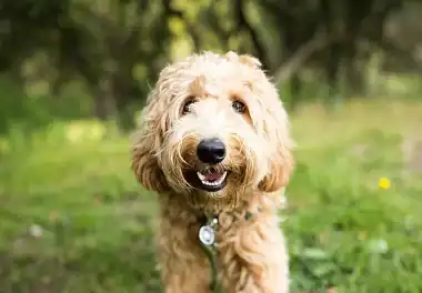 Лабрадудль