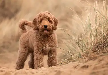 Лабрадудль