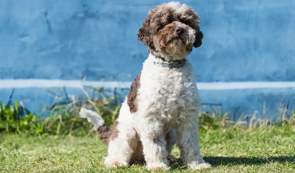 Лаготто романьоло: все про