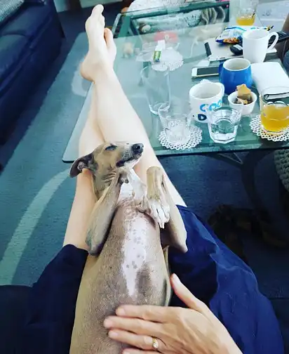 Левретка з господаркою