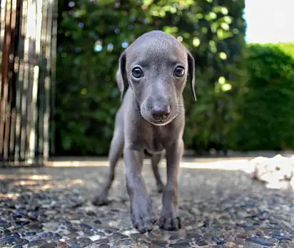 Цуценя левретки