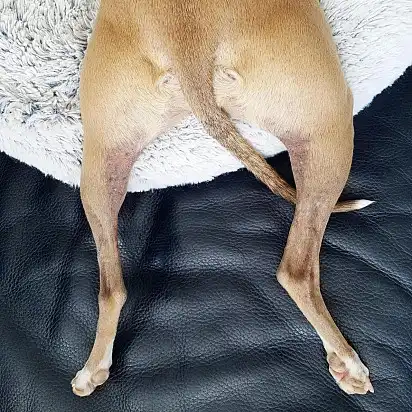 Задні кінцівки