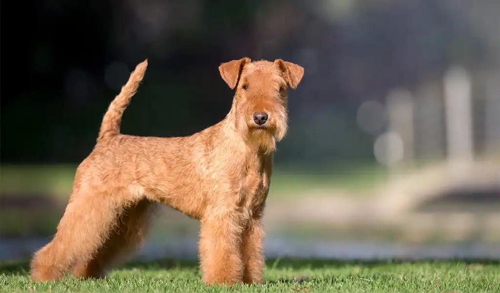 Лейкленд-тер'єр