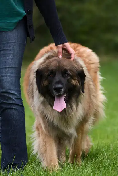 Почесульки