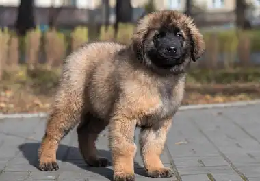 Леонбергер