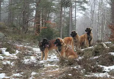 Леонбергер