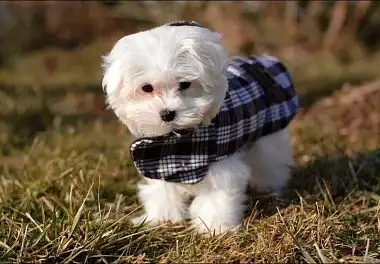 Мальтійська болонка