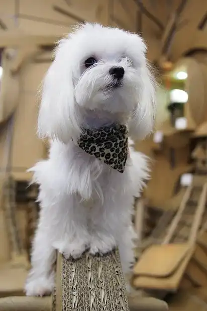 Мальтійська болонка