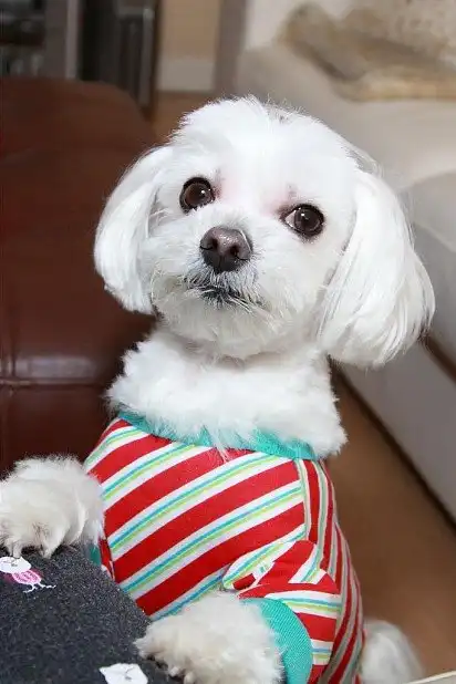 Мальтійська болонка