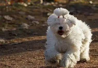 Мальтійська болонка