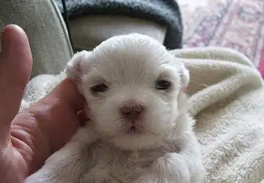 Мальтійська болонка