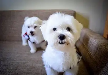 Мальтійська болонка