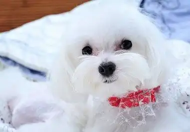 Мальтійська болонка