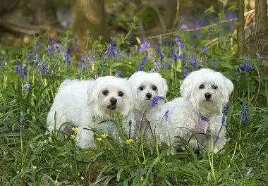 Мальтійська болонка