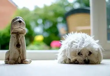 Мальтійська болонка