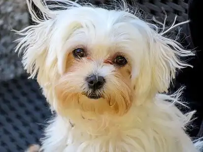 Мордочка мальтійської болонки