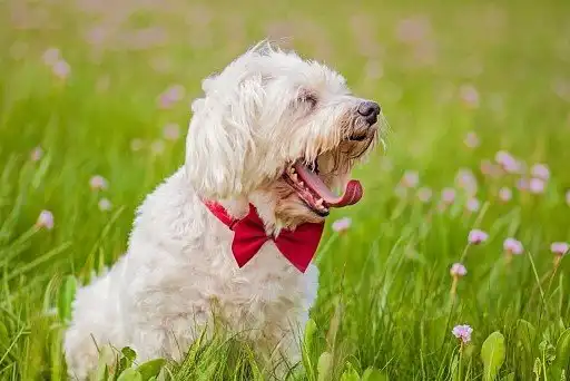 Мальтійська болонка