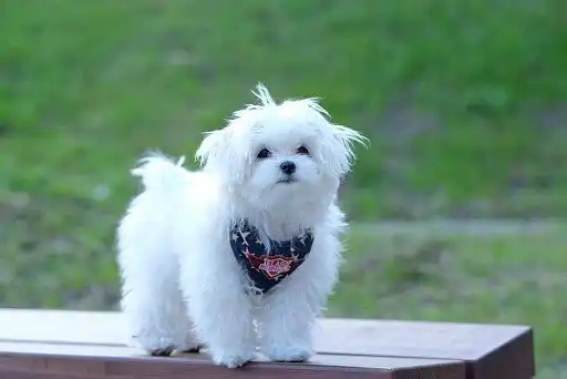 Міні-мальтезе