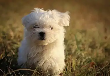 Мальтійська болонка