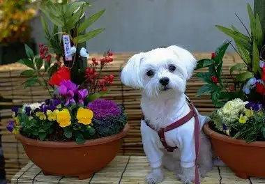 Мальтійська болонка