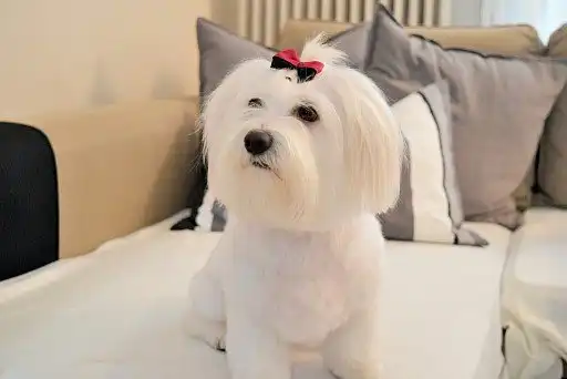 Мальтійська болонка