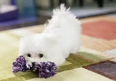 Мальтійська болонка