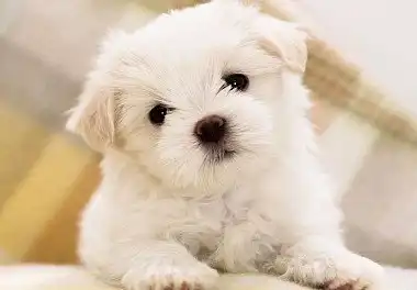 Мальтійська болонка