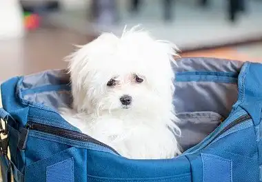 Мальтійська болонка