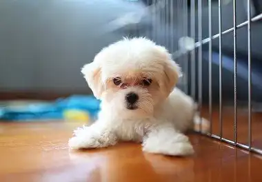 Мальтійська болонка