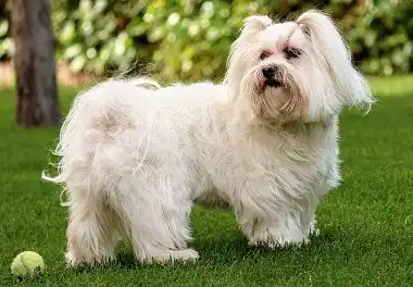 Мальтійська болонка