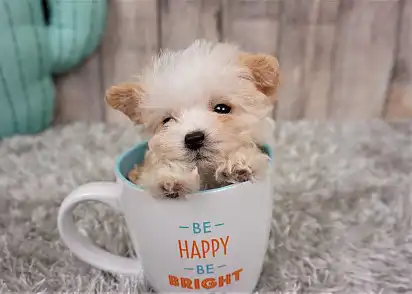 Щеня мальтипу