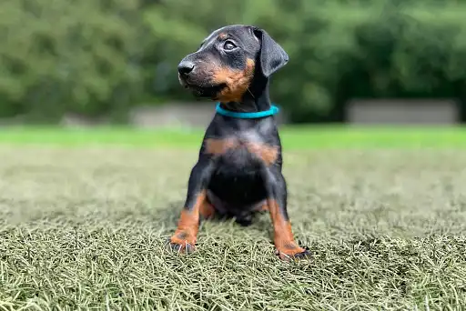 Манчестер-тер'єр