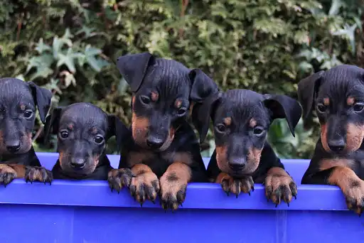 Манчестер-тер'єр