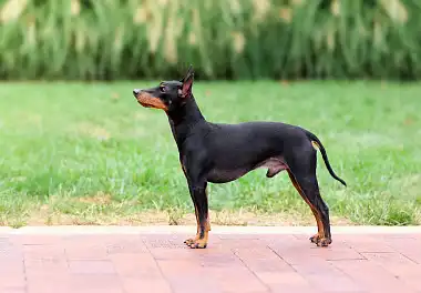 Манчестер-тер'єр