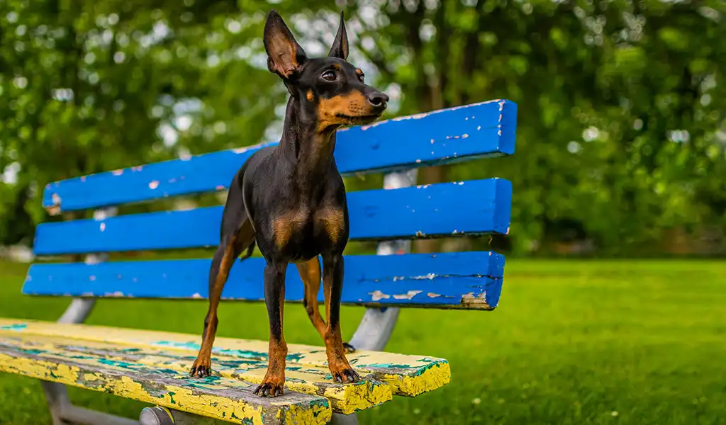 Манчестер-тер'єр