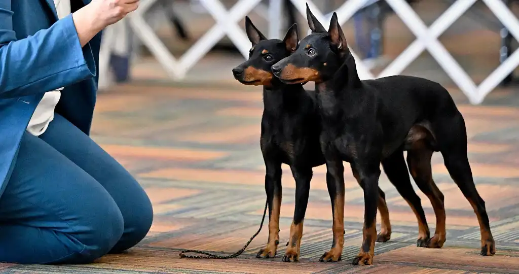 Пара хороших хлопчиків