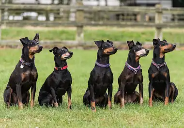 Манчестер-тер'єр