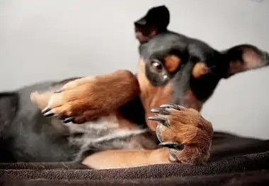 Манчестер-тер'єр