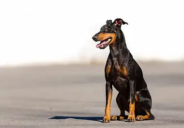 Манчестер-тер'єр