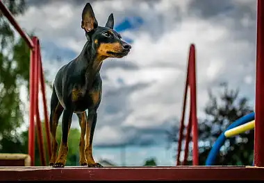 Манчестер-тер'єр