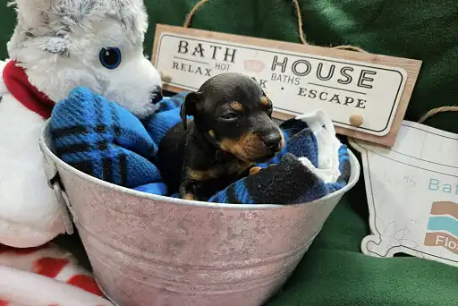 Манчестер-тер'єр