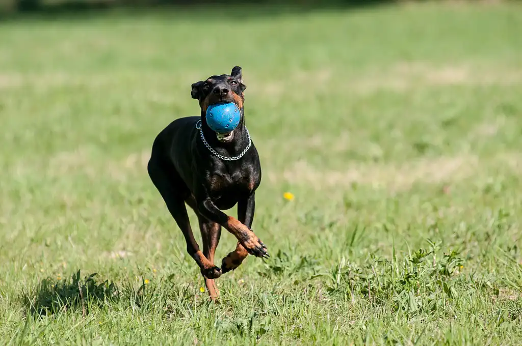 Що може бути краще за гру в м'ячик з господарем