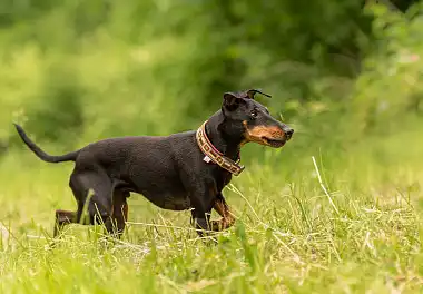 Манчестер-тер'єр