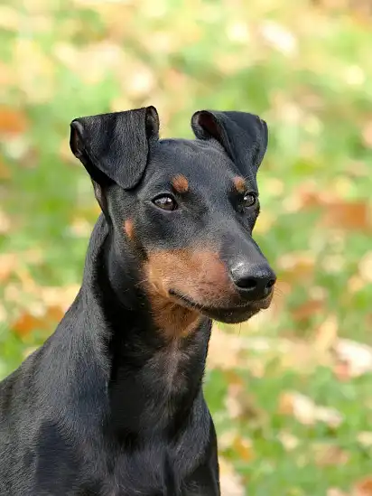 Голова манчестер-тер'єру