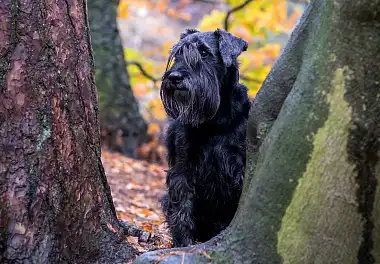 Міттельшнауцер