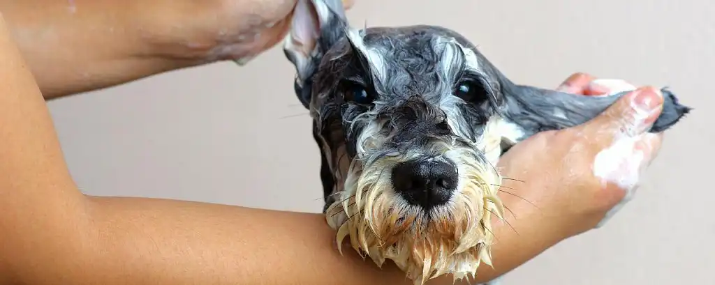 Моєму миттельшнауцера