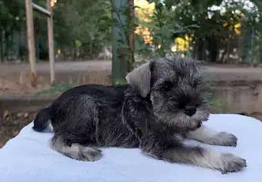 Міттельшнауцер