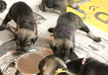 Міттельшнауцер